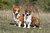 CORGI CARDIGAN 057